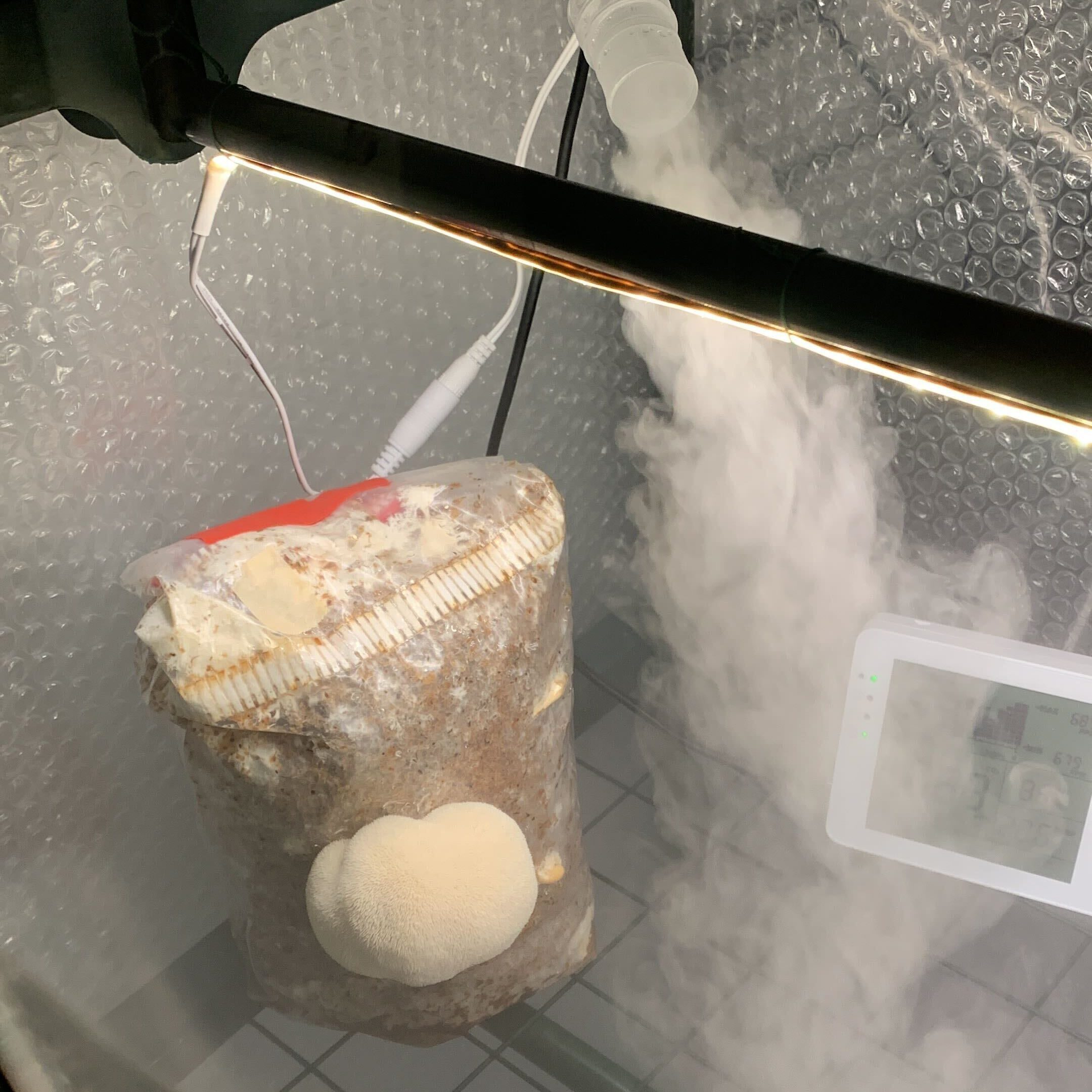 Cultivated mushrooms in a fruiting chamber